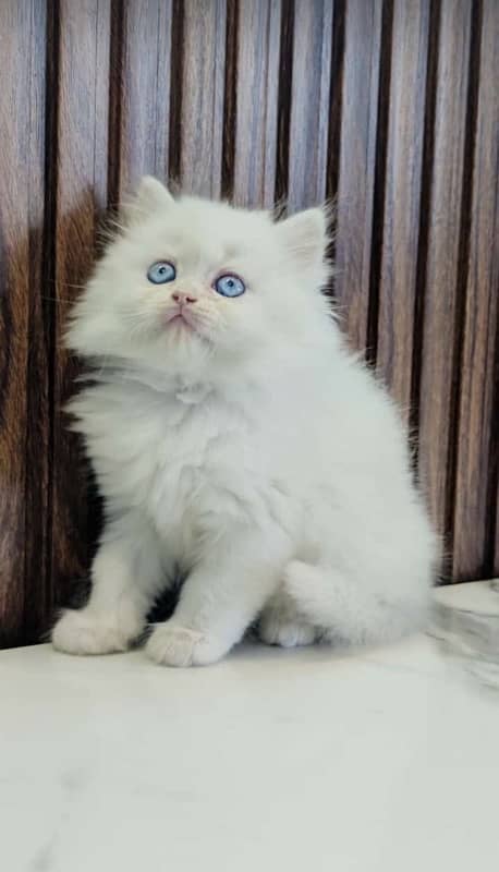 Persian Kittens/White/male Female/Cats/High quality 2