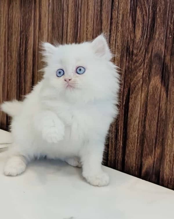 Persian Kittens/White/male Female/Cats/High quality 3