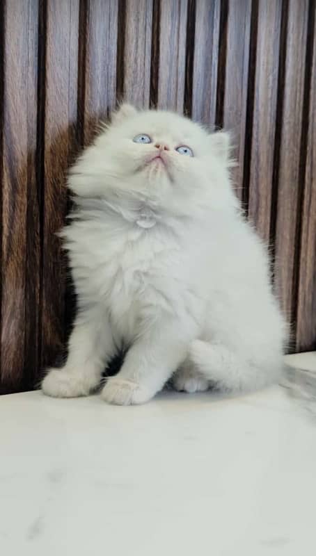 Persian Kittens/White/male Female/Cats/High quality 4