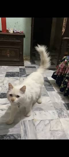 Persian cat