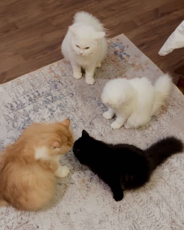 Persian Cats For Sale 6