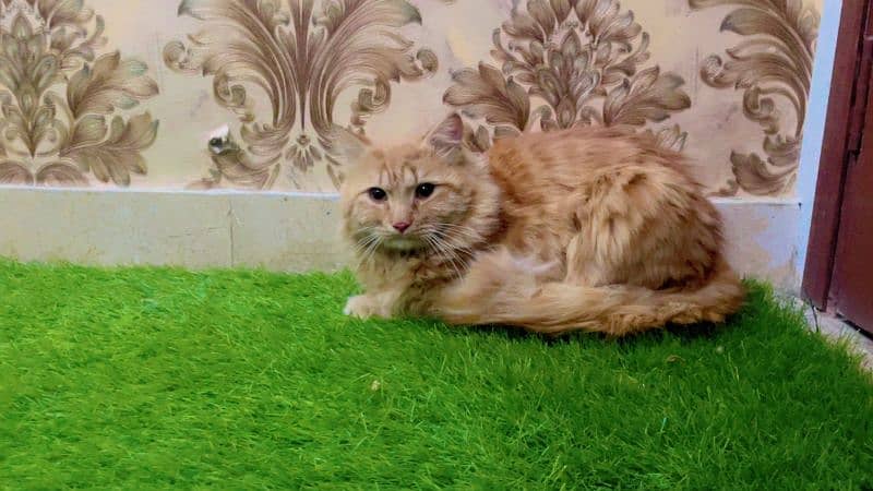 Persian Cat For Sale 1