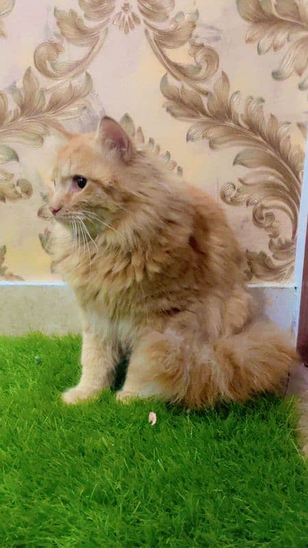 Persian Cat For Sale 2