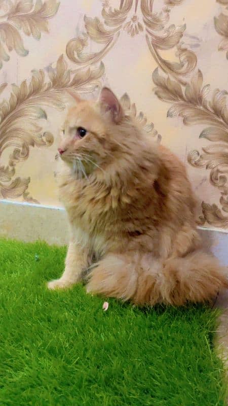 Persian Cat For Sale 3