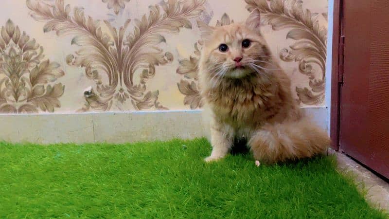 Persian Cat For Sale 4