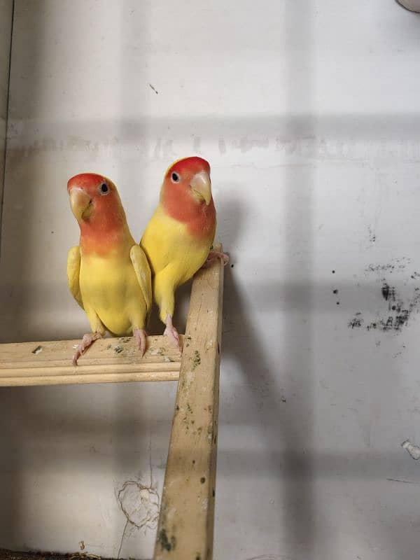 fully adult Love bird pair 0