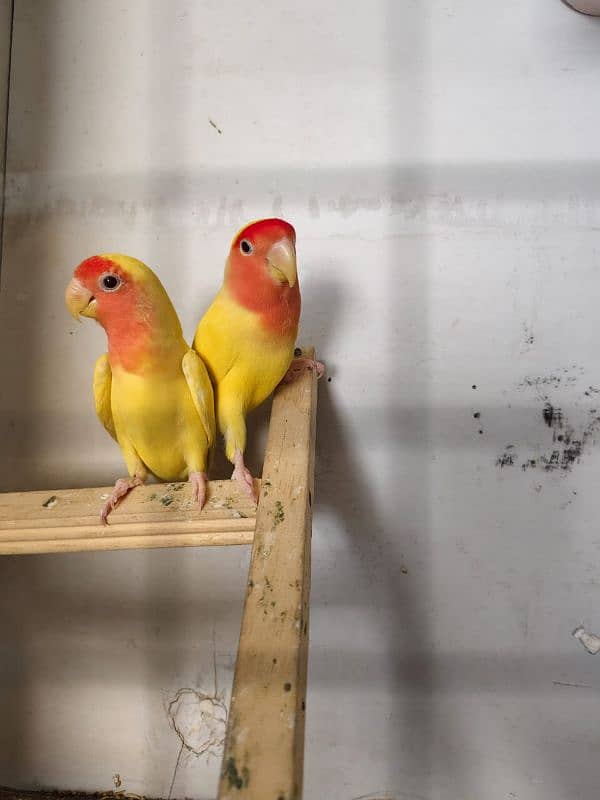 fully adult Love bird pair 1