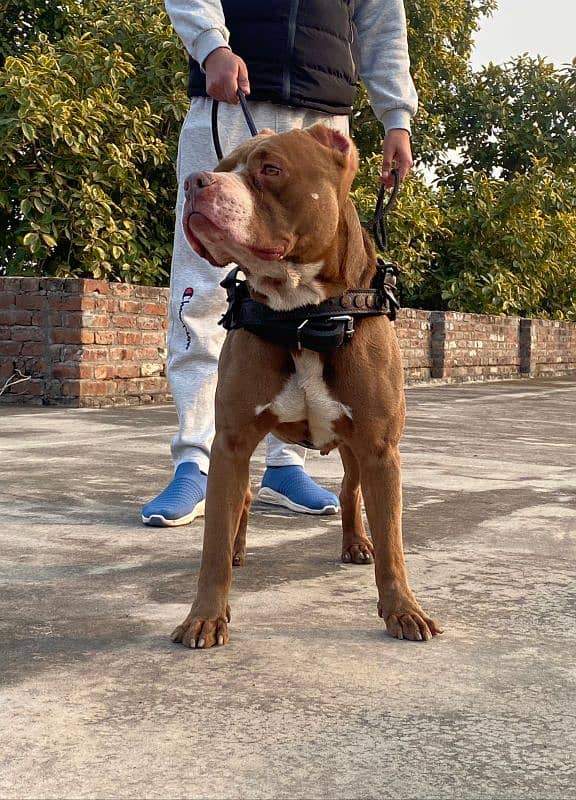 American pitbull available sialkot 1