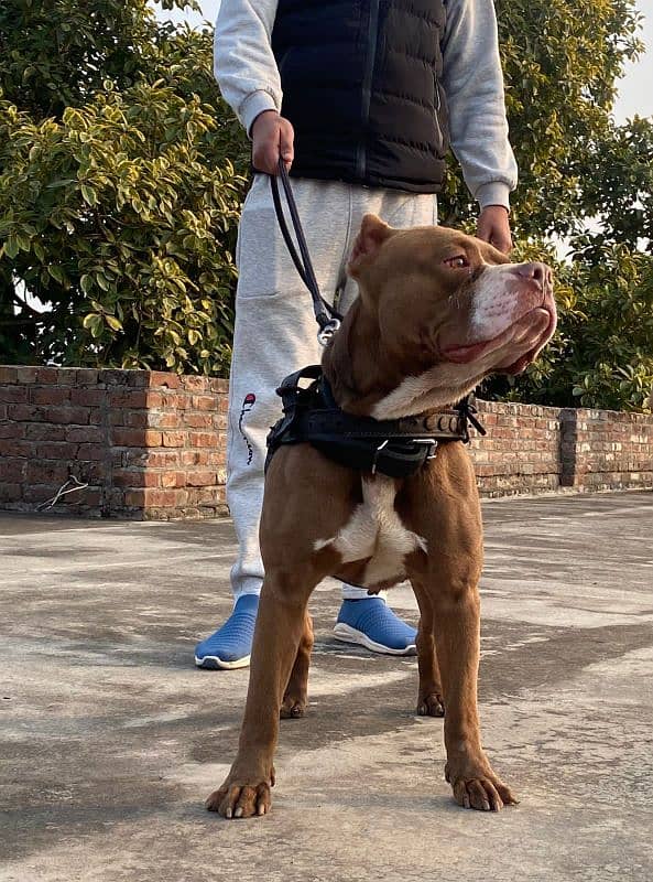 American pitbull available sialkot 3