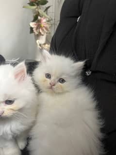 Persian Kitten, Triple Coated