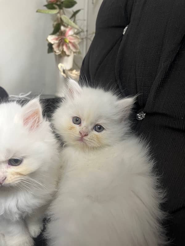 Persian Kitten, Triple Coated 0