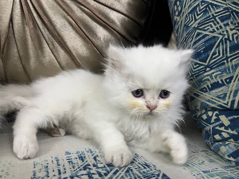 Persian Kitten, Triple Coated 1