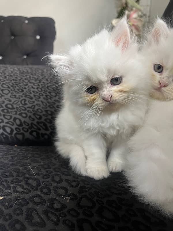 Persian Kitten, Triple Coated 2