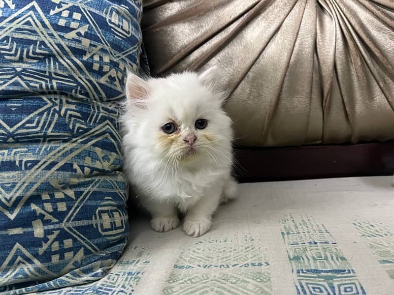 Persian Kitten, Triple Coated 4