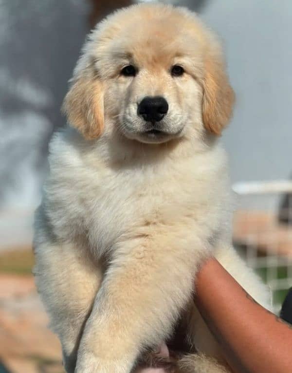 Golden Retriever Male Pup 0