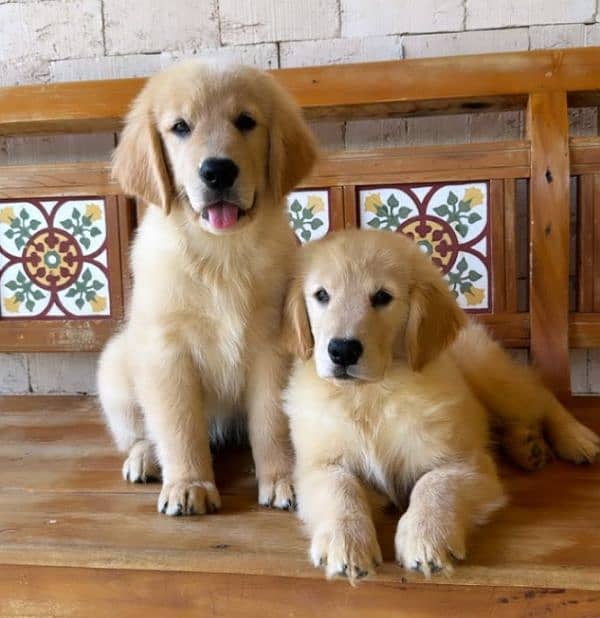 Golden Retriever Male Pup 1