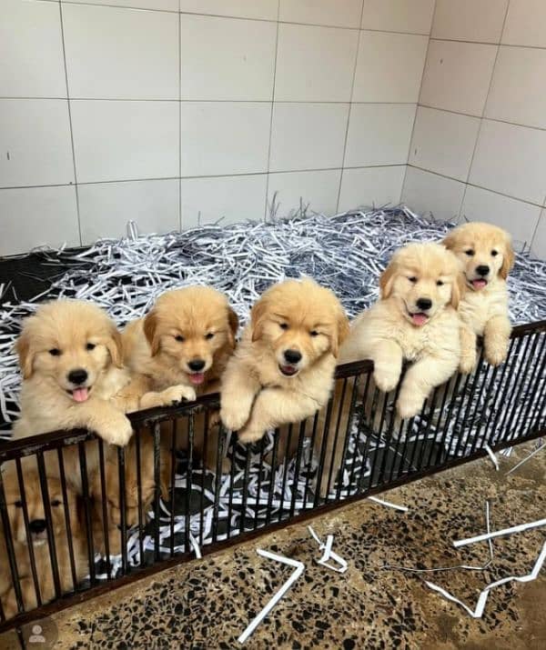 Golden Retriever Male Pup 2