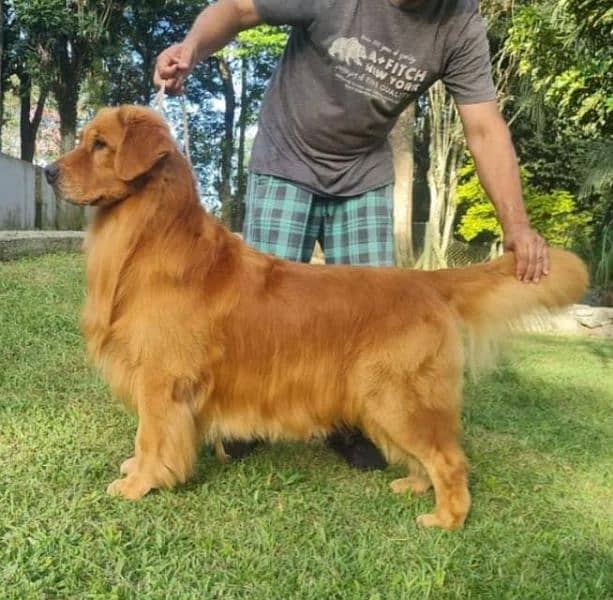 Golden Retriever Male Pup 3