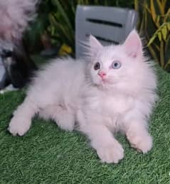 Persian kittens for sale Only contact whatup 03292450497