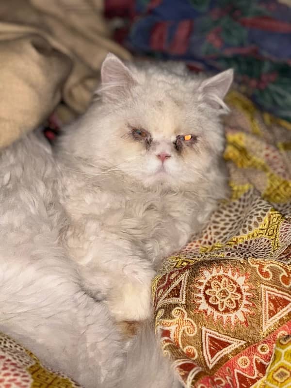 BloodLine Pure Pike Face Male Cat For Stud Only 0