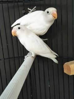 albino split love bird  03222510000