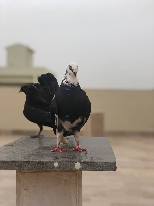 Fancy pigeon for sale 0