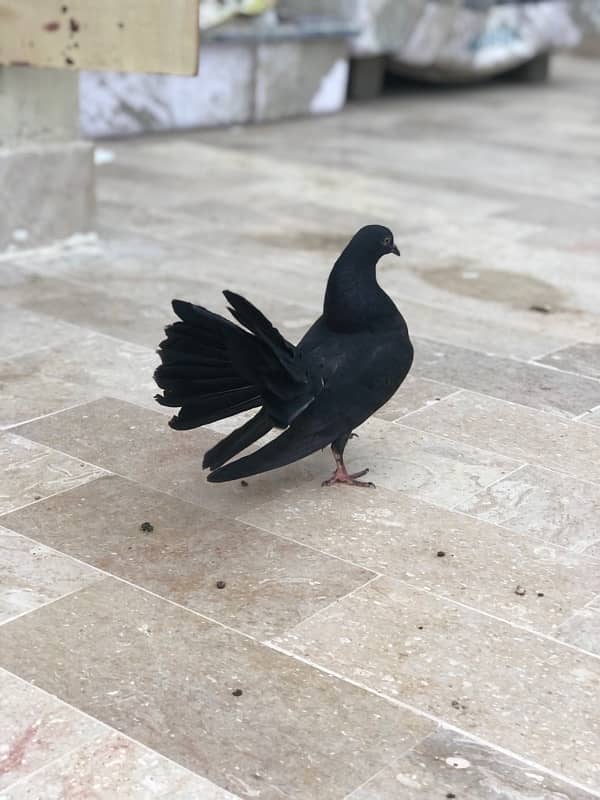 Fancy pigeon for sale 1