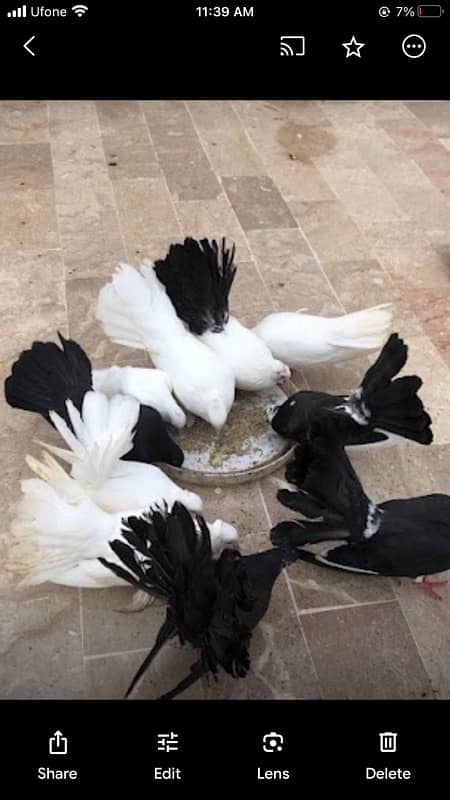 Fancy pigeon for sale 2