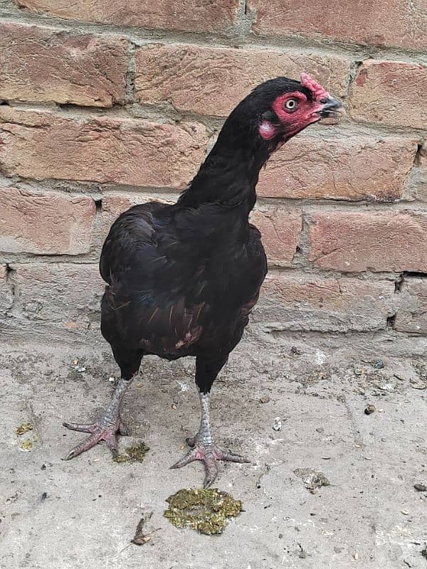 Aseel Mianwali female for sale 2