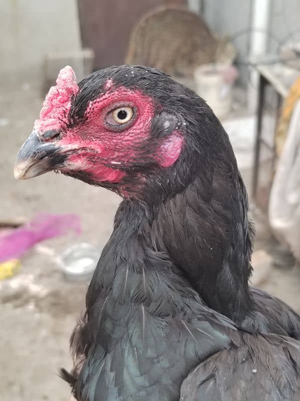 Aseel Mianwali female for sale 5