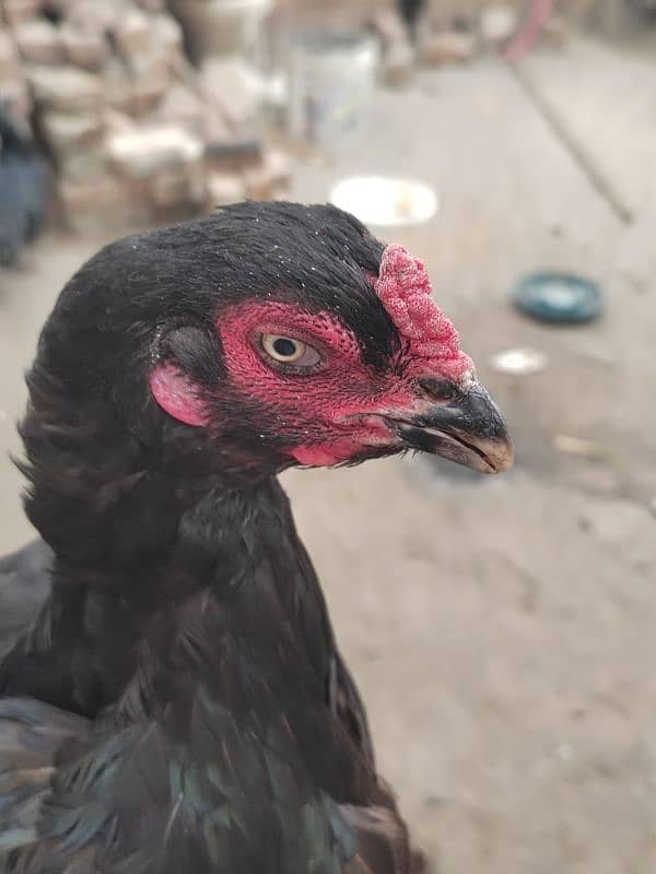 Aseel Mianwali female for sale 6