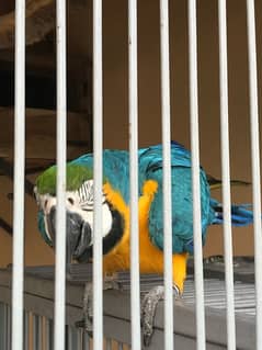 Blue & Gold Macaw Breeder Pair Age 7.5 years