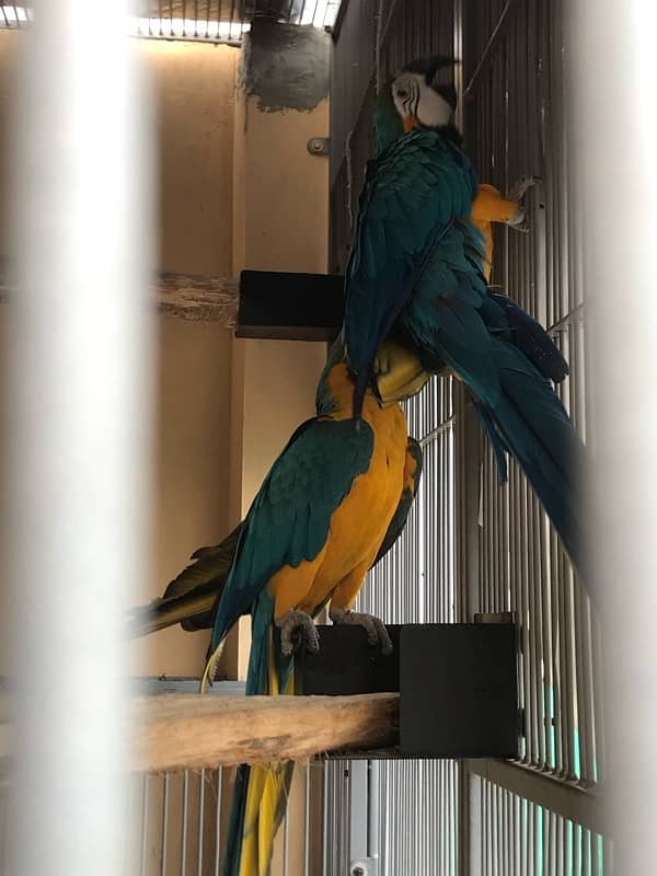 Blue & Gold Macaw Breeder Pair Age 7.5 years 1