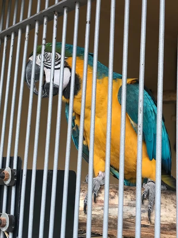 Blue & Gold Macaw Breeder Pair Age 7.5 years 2