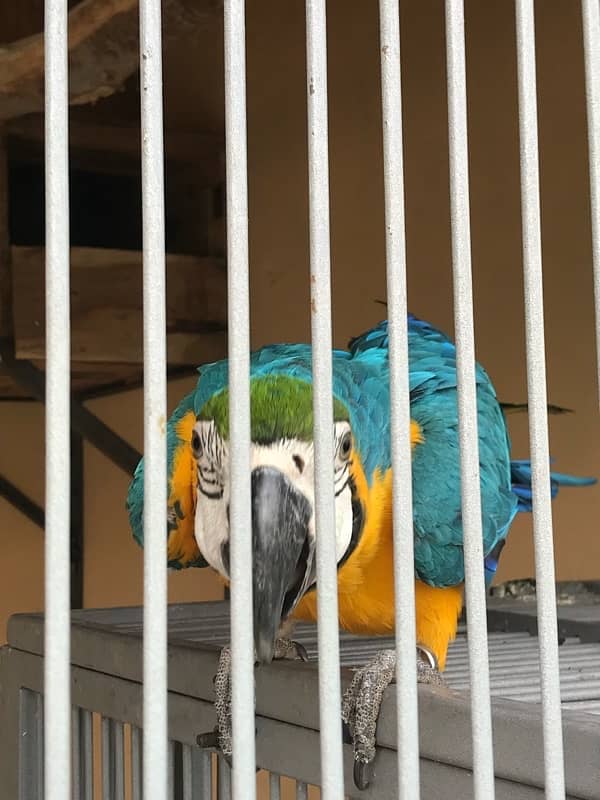 Blue & Gold Macaw Breeder Pair Age 7.5 years 3