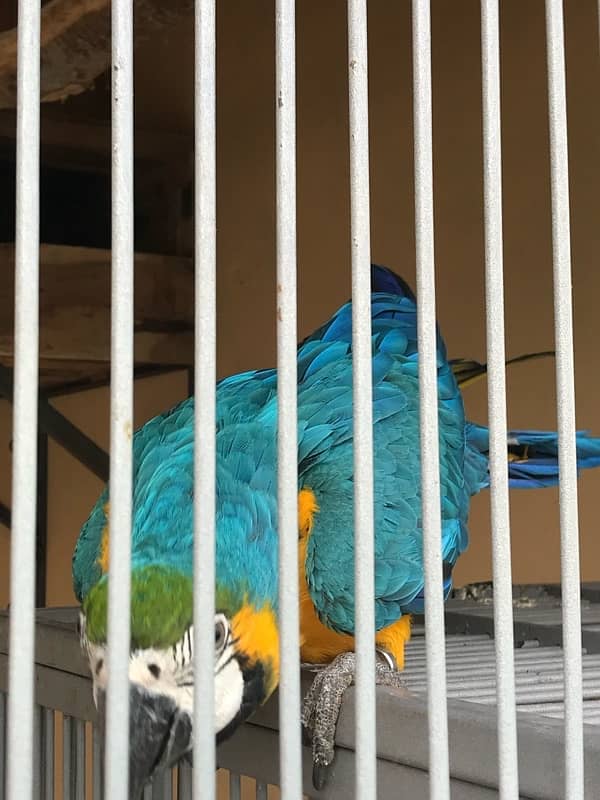 Blue & Gold Macaw Breeder Pair Age 7.5 years 4