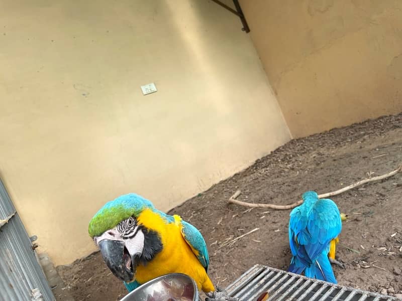 Blue & Gold Macaw Breeder Pair Age 7.5 years 6