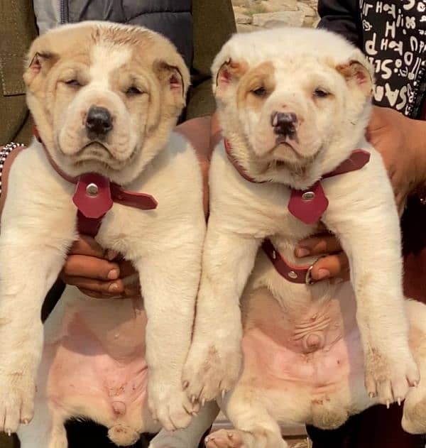 Alabai dog | King Alabai pair | security dog | Alabai Puppies For Sale 0