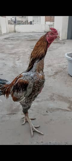 Lakha Saleta Breeder Male