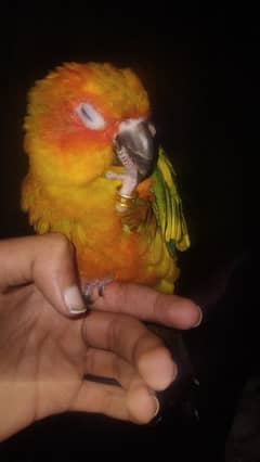 sunconure hand tamed for sale