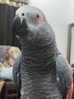 tamed female and male grey parrot