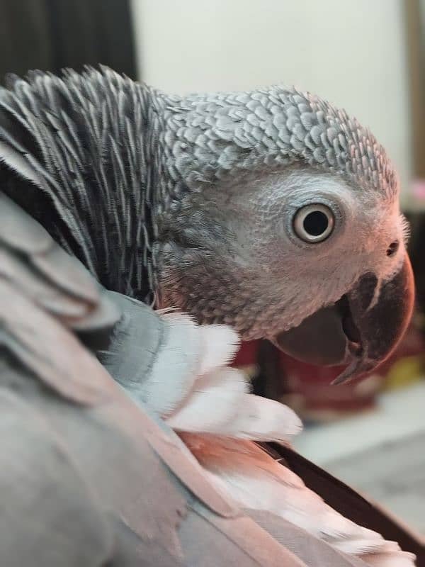 tamed female and male grey parrot 1