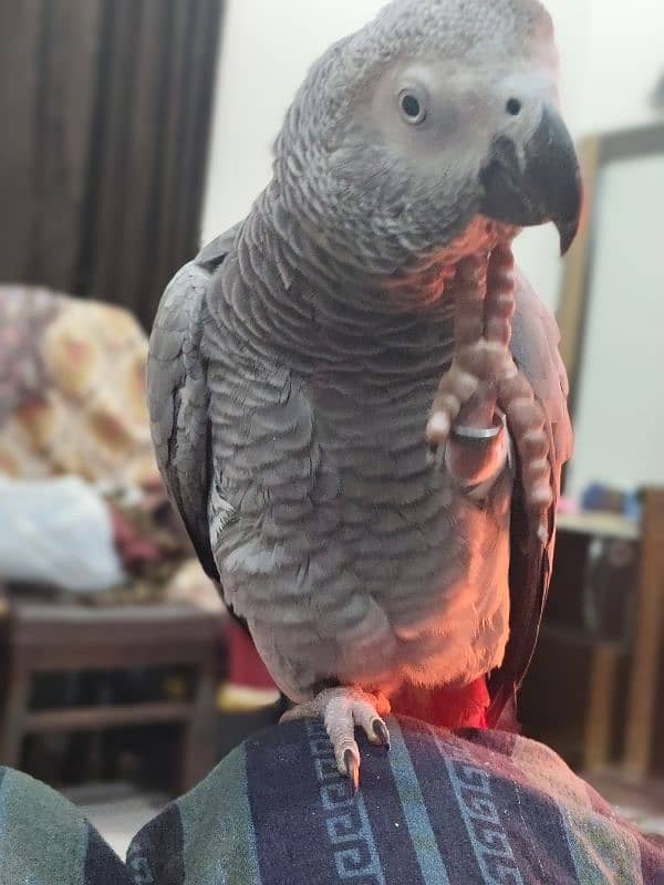 tamed female and male grey parrot 2