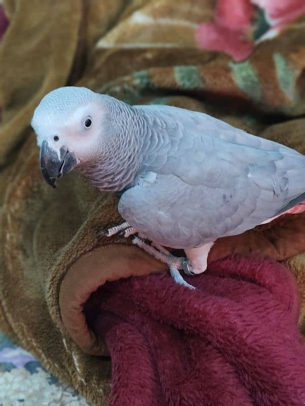 tamed female and male grey parrot 3