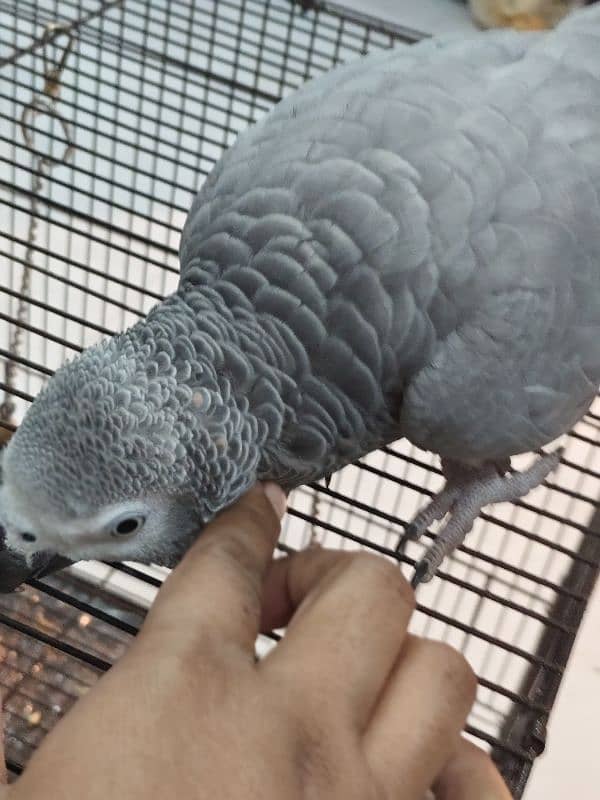 tamed female and male grey parrot 5