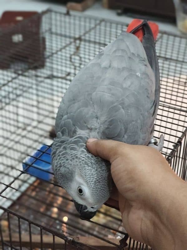 tamed female and male grey parrot 6