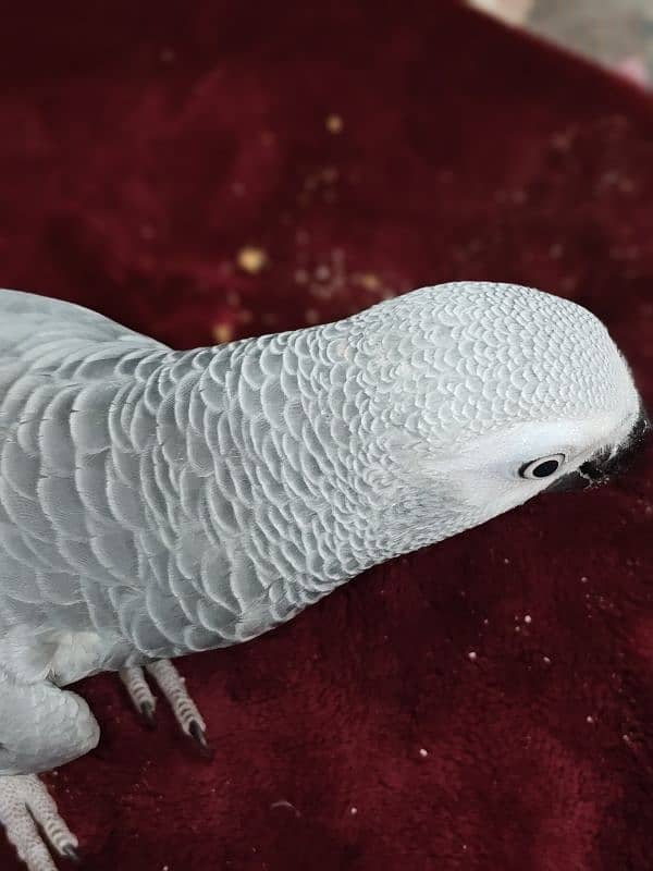 tamed female and male grey parrot 8