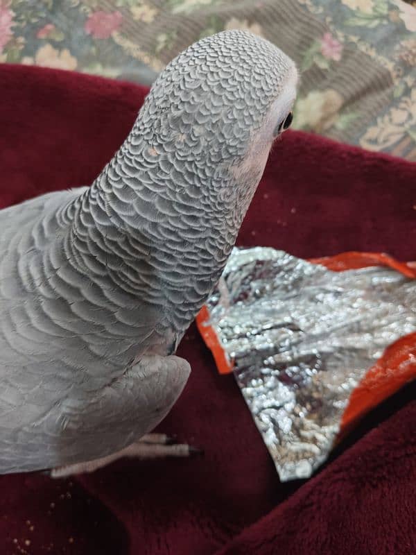 tamed female and male grey parrot 9