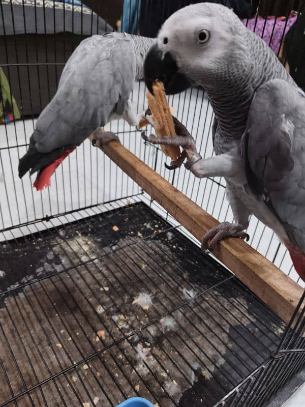 tamed female and male grey parrot 11