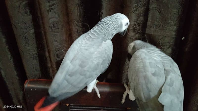 tamed female and male grey parrot 13